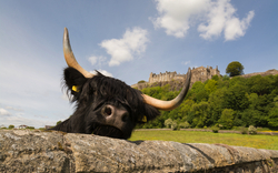 Stirling Castle